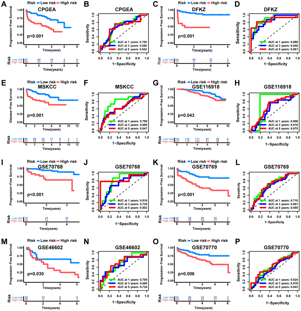 External validation of the MRS. KM analysis as well as ROC curve and AUC of MRS in CPGEA cohort (A, B), DFKZ cohort (C, D), MSKCC cohort (E, F), GSE116918 cohort (G, H), GSE70768 cohort (I, J), GSE70769 cohort (K, L), GSE46602 cohort (M, N) and GSE70770 cohort (O, P).