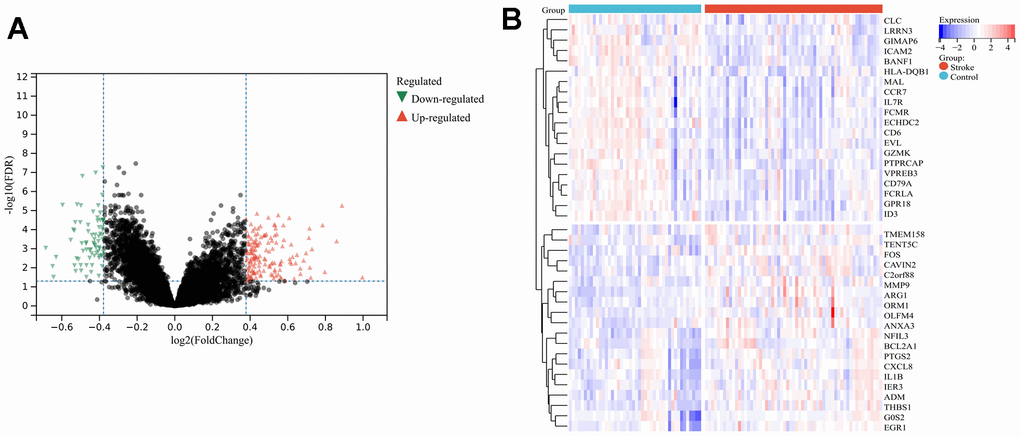 DEGs screening. (A) Volcano plot of IS-related DEGs, where the horizontal coordinate is log2FoldChange, the vertical coordinate is -log10(FDR), red triangles indicate up-regulated DEGs, green triangles indicate down-regulated DEGs and gray nodes indicate genes with no significant differential expression; (B) Heat map of 40 DEGs, where light-red represents disease samples, light-blue represents normal control samples, red represents high gene expression, and blue represents low gene expression. Abbreviations: IS, ischemic stroke; DEGs, differentially expressed genes; FDR, false discovery rate.