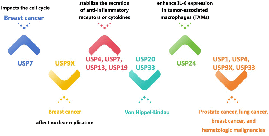 Different USPs regulate and promote the growth of cancerous cells and other diseases.