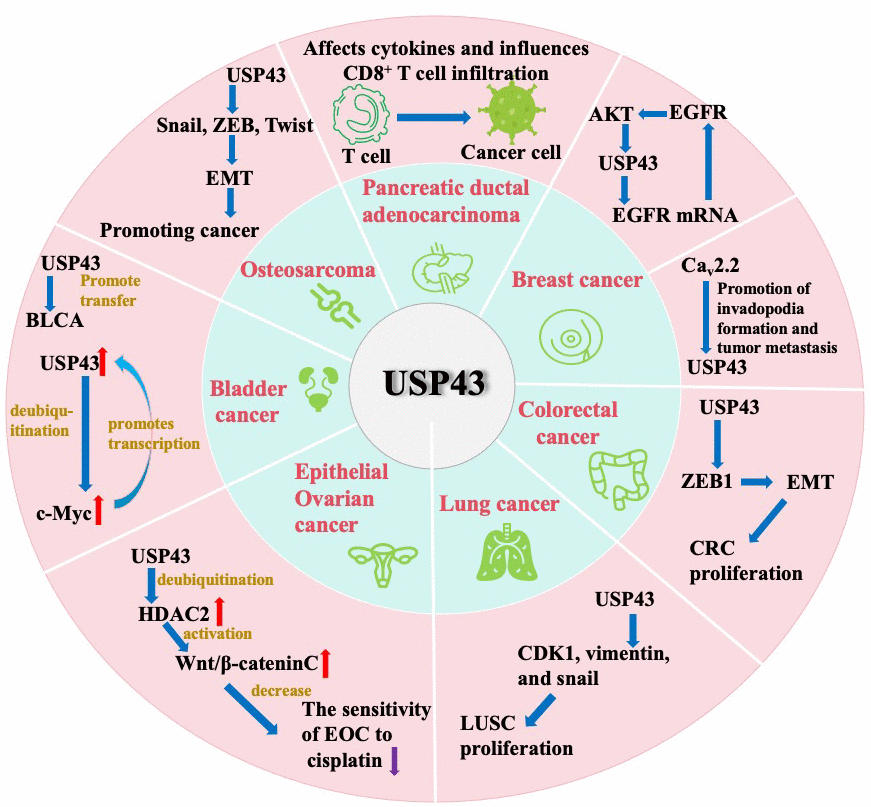 The potential significance of USP43 across diverse cancer entities.