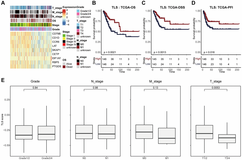 TLS was associated with favorable clinical outcome of CESC. (A) Heatmap showing the expression of nine TLS signatures in the TCGA-CESC cohort. (B–D) Kaplan-Meier curves showing the (B) OS-related, (C) DSS-related, (D) PFI-related predictive values of TLS in the TCGA-CESC cohort. Patients were divided into two groups based on the median value of TLS. (E) Comparing TLS among patients with different clinic-pathological characteristics.