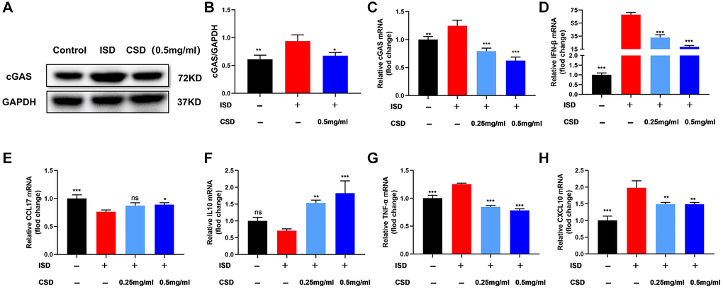 CSD inhibits cGAS in macrophages (RAW264.7) and regulates cellular inflammation in vitro. (A) Representative western blot of cGAS; (B) Statistical map of cGAS protein content; (C) cGAS mRNA levels; (D) IFN-β mRNA levels; (E) CCL17 mRNA levels; (F) IL10 mRNA levels; (G) TNF-α mRNA levels; (H) CXCL10 mRNA levels. The data present the mean ± SD of three independent experiments. Abbreviation: ns: no significance. *p **p ***p 