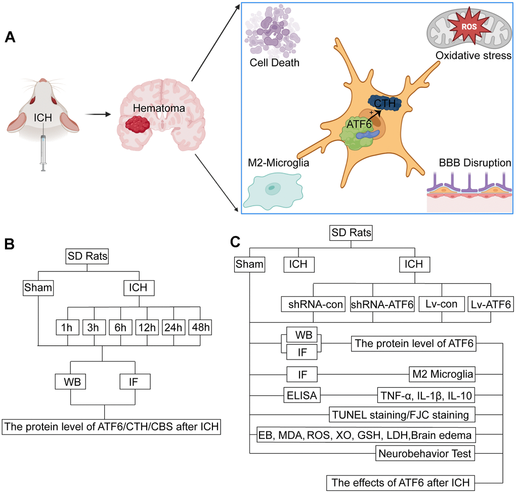 Experimental mechanism diagram and experiment design. (A) Experimental mechanism: after ICH, ATF6 in neurons can promote the transformation of microglia into M2 by regulating the expression of CTH, inhibit inflammation, inhibit cell death, protect the blood-brain barrier, and relieve oxidative stress. (B) Experiment 1: the time course changes of ATF6 after ICH. (C) Experiment 2: the role of ATF6 in ICH-induced brain injury.