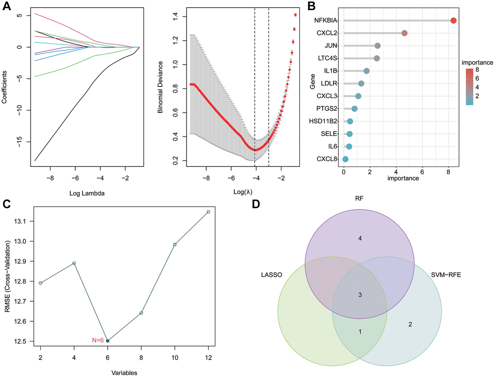 Feature biomarkers selection via machine language algorithms. (A) Key LAGs screening by LASSO analysis. (B) RF analysis of key DE-LAGs, the filter condition for screening feature variates was set at: importance > 3. (C) SVM-RFE algorithm for selecting the feature DE-LAGs. (D) Venn network plot showed the three diagnostic feature biomarkers based on LASSO, SVM-RF and RF algorithm.