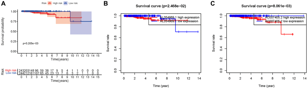 Kaplan-Meier survival curve of ARR-RSM. (A) Kaplan-Meier survival curve of the high-risk group and low-risk group in ARR-RSM. (B, C) The survival curves of sARR-LncRs (AL354989.1 and AC007405.2).