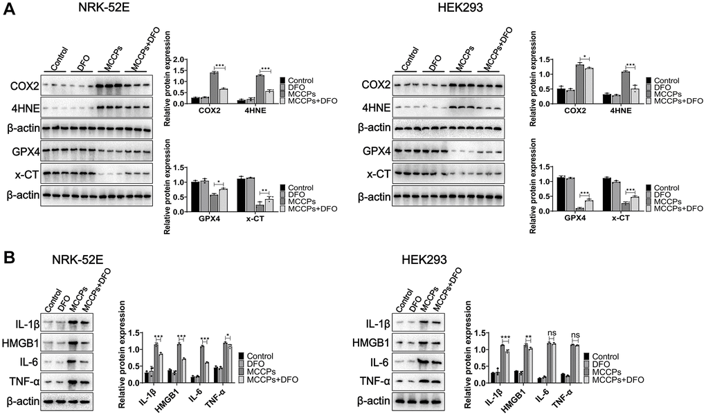 DFO inhibited ferroptosis. (A) Effect of DFO on the expression of MCCPs-induced ferroptosis-related proteins. (B) DFO alleviated the expression of inflammatory molecules. p 