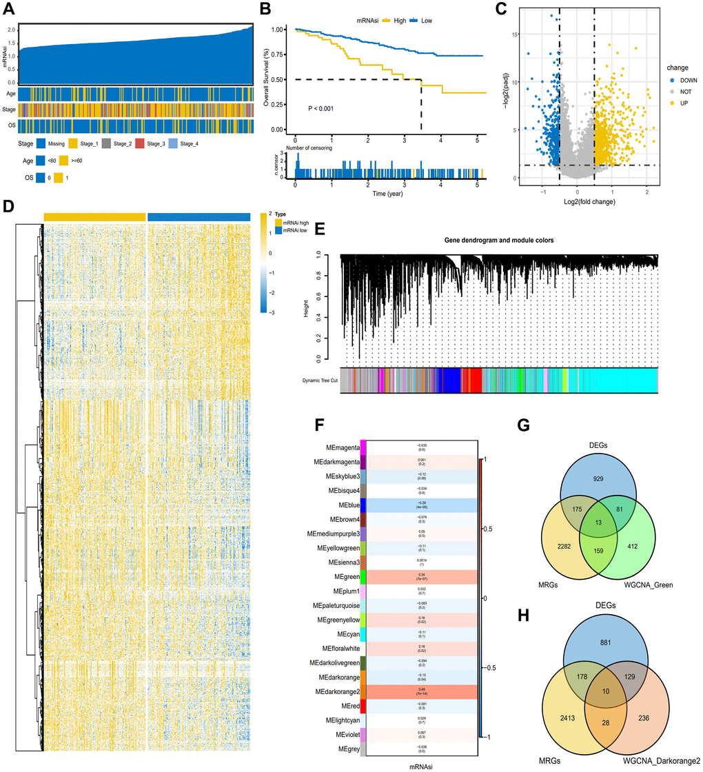 Screening of candidate genes based on TCGA-CESC. (A) Overview of the association between known clinical and molecular features and mRNAsi in CESC. The list shows the samples sorted by mRNAsi from low to high. Rows represent known clinical and molecular characteristics. (B) The K-M plot showed the OS of CESC patients with high or low mRNAsi. (C) The heat map of differentially expressed genes grouped according to the level of mRNAsi. (D) The volcano map of differentially expressed genes grouped according to the level of mRNAsi. (E) Different modules obtained by WGCNA clustering. (F) Cluster Heatmap showed the correlation and significant difference between gene module and mRNAsi score. The p-value is shown in parentheses. (G, H). Venn diagram of the intersection of genes in green and darkorange2 modules with metabolism-related genes (MRGS) and differentially expressed genes, respectively.