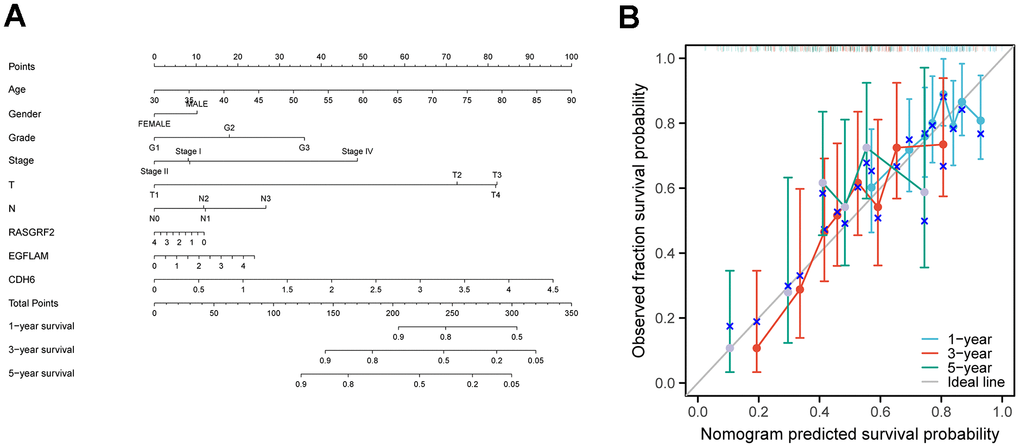 Construction of a nomogram for prognostic prediction of STAD patients. (A) Nomogram illustrating the 1-year, 3-year, and 5-year overall survival prediction for patients with STAD. (B) Calibration curves of a nomogram predicting 1-year, 3-year, and 5-year overall survival.