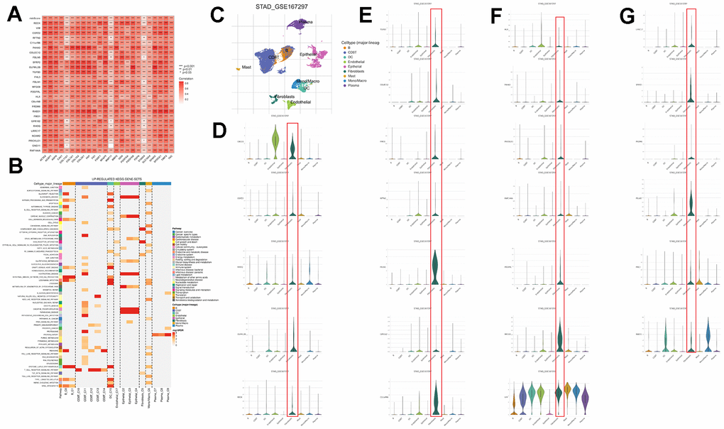 Validation of genes in the CAFs risk model at the single-cell level. (A) Pearson correlation analysis of risk models with reported CAFs genes. (B) GSEA of genes that are upregulated in different cell types. (C) Predominant cellular category in single-cell sequencing. (D–G) Validation of risk model genes for CAFs.