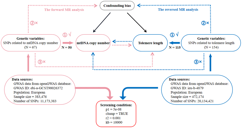 Flow diagram of the process for the bidirectional two-sample Mendelian randomization (MR) analysis. SNP, single nucleotide polymorphism; N, number of SNPs; mtDNA, mitochondrial DNA.