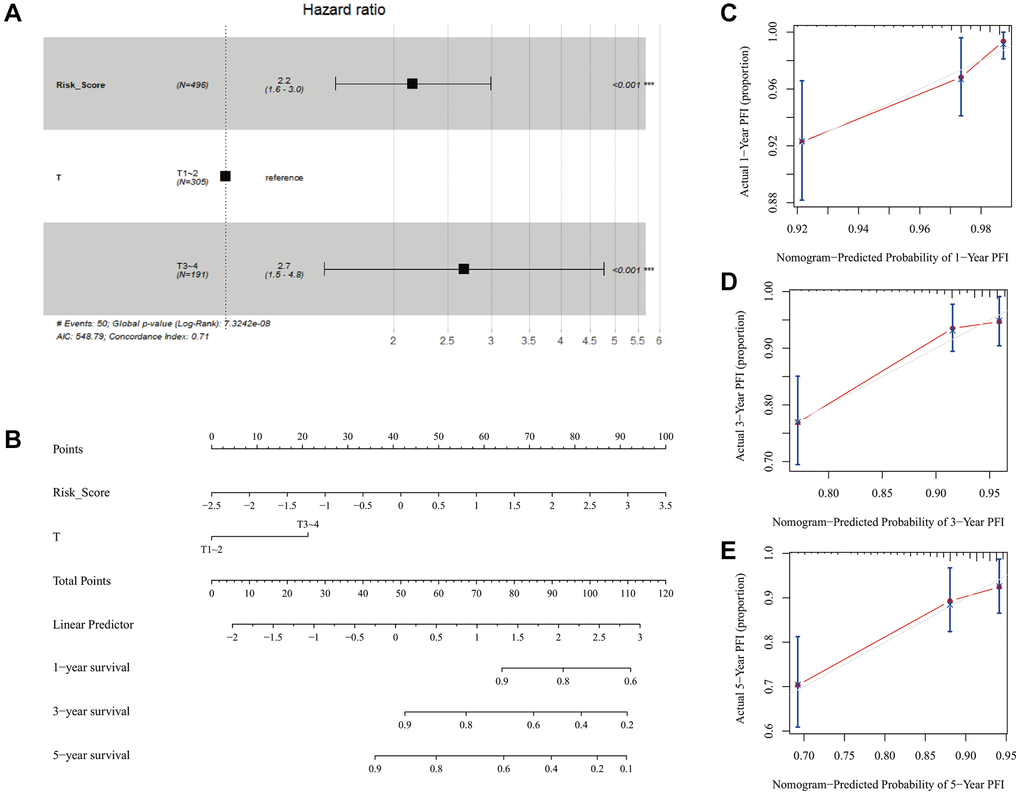 Forest plot of the multivariate Cox regression analysis and the construction and evaluation of the nomogram. (A) Forest plot showing the risk score and T stage were the significant prognostic factors in predicting progress-free survival in patients with PTC. (B) Nomogram based on the risk score of the model and clinical information of PTC patients in the TCGA cohort. (C–E) Calibration curves of the nomogram for the probability of 1-, 3- and 5-years.
