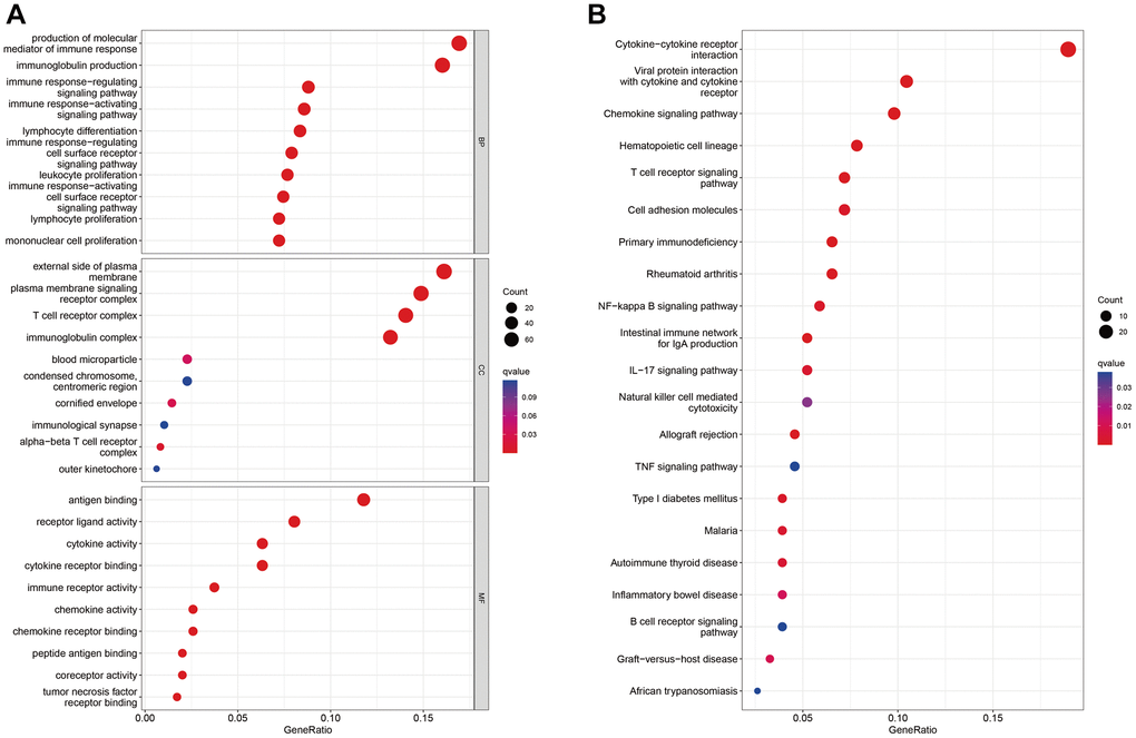 Enrichment analysis of differentially expressed genes between patients in high- and low-risk groups in the TCGA cohort. (A, B) GO (A) and KEGG (B) analysis results of differentially expressed genes.