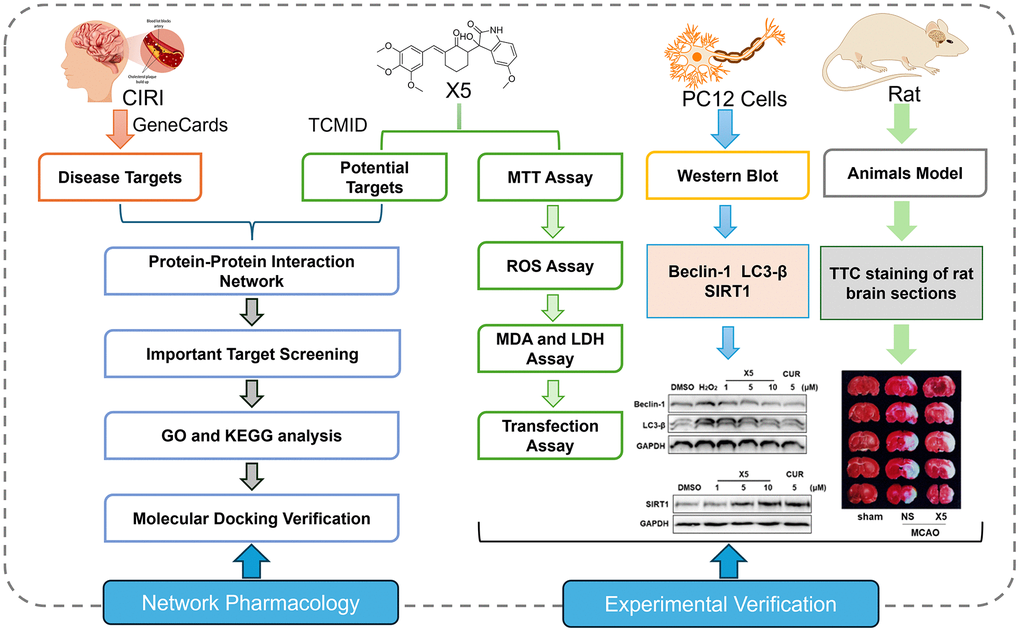 Comprehensive technical pathway integrating network pharmacology and experimental verification.