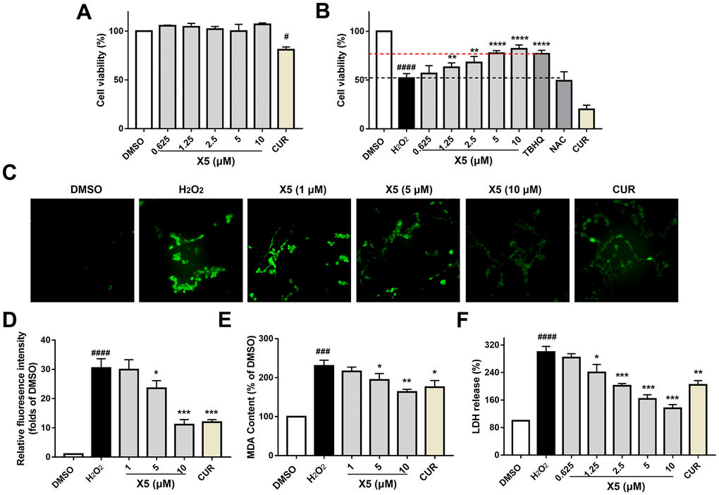 X5 reduced H2O2-induced oxidative stress injury in PC12 cells. PC12 cells were incubated with X5 (0.625, 1.25, 2.5, 5 and 10 μM), CUR, TBHQ and NAC (10 μM) for 42 h (A) and 18 h (B), cells were incubated with H2O2 (600 μM) for 24 h (B). Cell viability was measured by MTT assay. X5 (1, 5 and 10 μM) at different concentrations and CUR (5 μM) were pre-incubated on PC12 cells for 18 h, followed by stimulation with H2O2 (800 μM) for 3 h (C, D) or 6 h (E), and ROS and MDA levels were measured according to the manufacturer’s methods. (F) X5 inhibited LDH release in a dose dependent manner. PC12 cells were exposed to different concentrations of X5 and CUR (5 μM) for 18 h, then the cells were treated with H2O2 (600 μM) for 24 h, and LDH release was detected according to the manufacturer’s methods. The data are expressed as mean ± SD, n ≥3. ####p###p#p****p***p**p*p2O2.