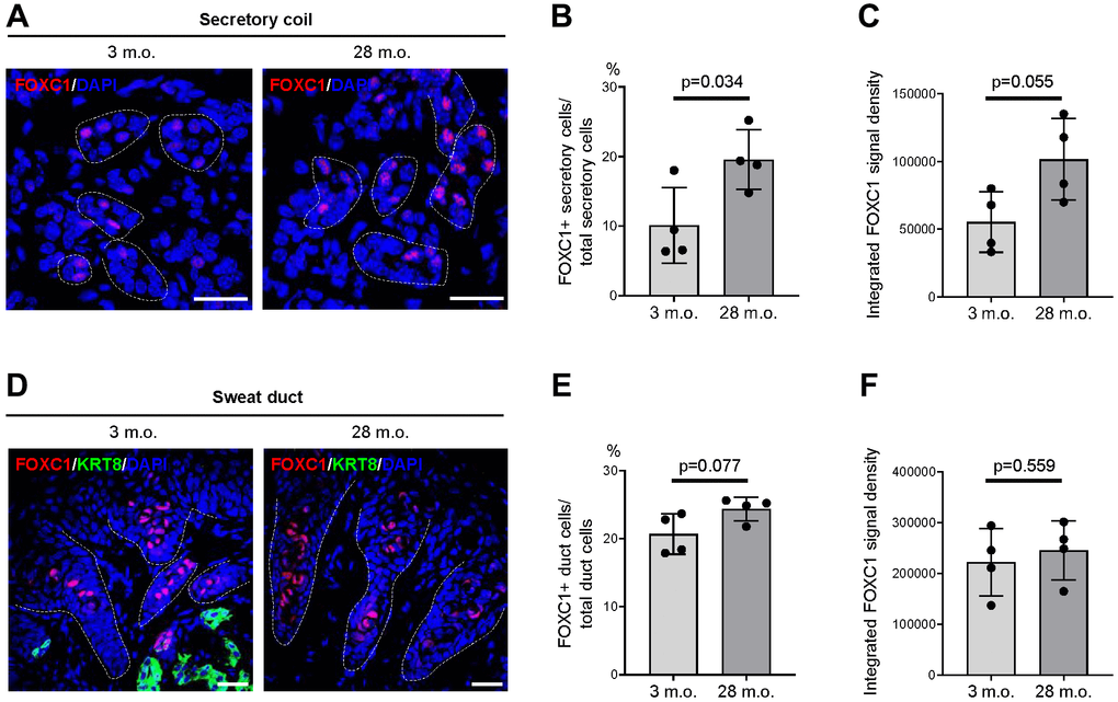 Expression changes of FOXC1 protein in old SWGs. (A–C) FOXC1+ secretory cells in young (3 m.o.) and old (28 m.o.) male SWGs were detected by immunofluorescence microscopy (A), and the numbers of FOXC1+ secretory cells (B), and average FOXC1 signal intensities (C) were calculated. (D–F) FOXC1 in the luminal cells of sweat ducts from young (3 m.o.) and old (28 m.o.) male SWGs were detected by immunofluorescence microscopy (D), and the numbers of FOXC1+ duct cells (E) and average FOXC1 signal intensities (F) were calculated. Scale bars, 25 μm. Data in (B, C, E, F) represent the means and S.D. from four biological replicates each for young and old; significance (**p ***p t-test. Other data are representative of three or more biological replicates.