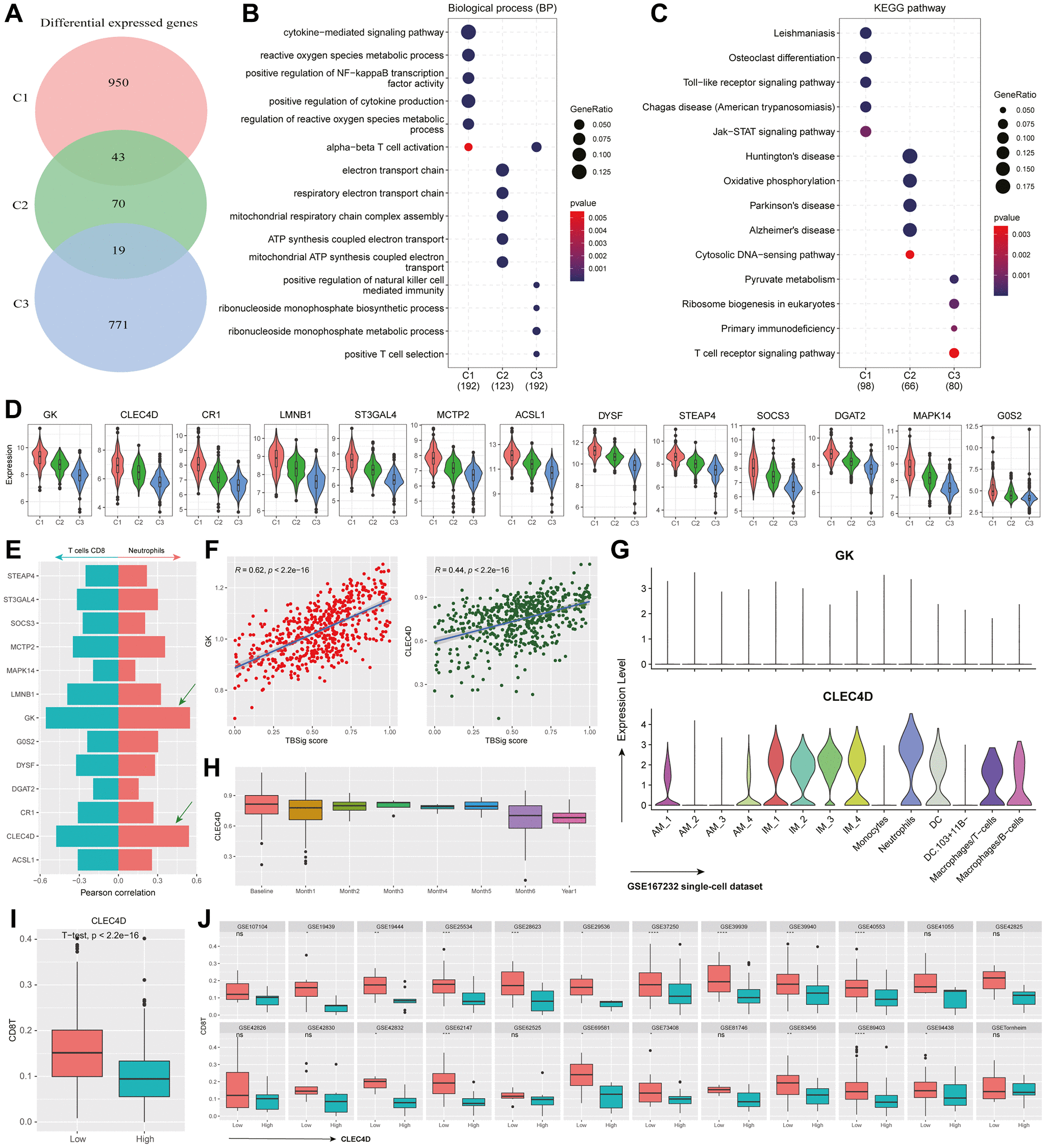 Unraveling Neutrophil Dynamics In Pulmonary Tuberculosis With Insights