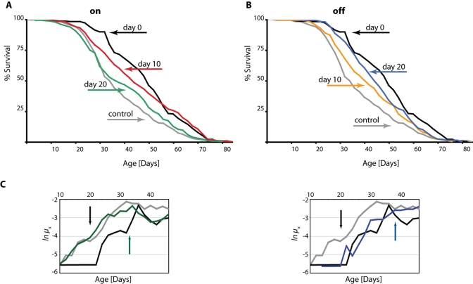 DN-Dmp53-dependent life span extension can be induced later in life and is reversible