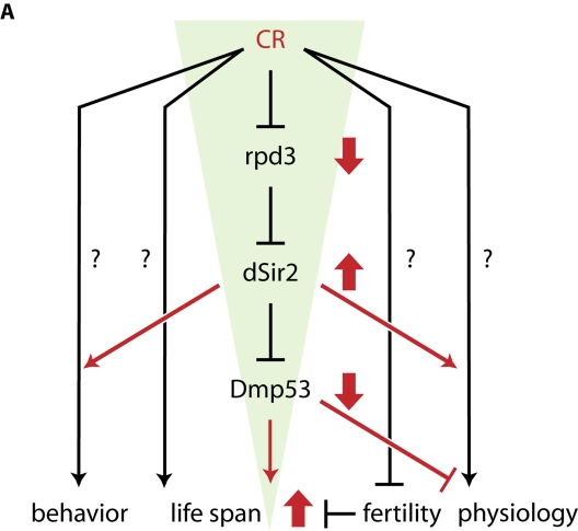 A framework for CR-dependent life span extension in D. melanogaster