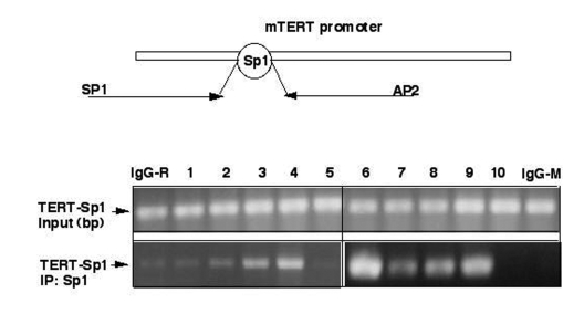 ΔNp63α modulates binding of Sp1 to Sp1 DNA-binding region by decreasing the SIRT1 protein levels and deacetylation of p53