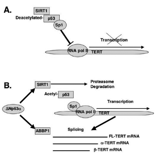 Schematic representation of regulation of TERT transcription and splicing by ΔNp63α
