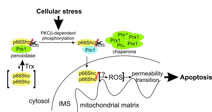 Identification Of Peroxiredoxin 1 As A Novel Interaction Partner For The Lifespan Regulator 3365