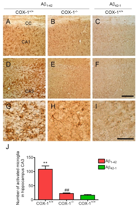 Increased microglial activation in the hippocampus 7 d after Aβ 1-42 administration
