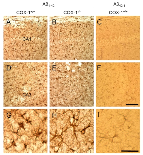 Increased astrocytic activation in the hippocampus 7 d after Aβ 1-42 administration