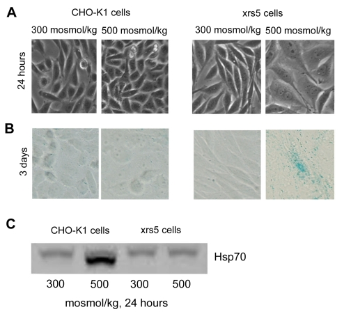 High NaCl induces rapid senescence of Ku86 deficient (xrs5) cells