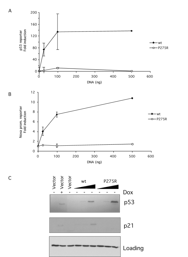 p53 in p65 null and reconstituted cells is a non-functional mutant