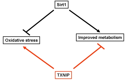 Schematic representation highlighting the opposite effects of Sirt1 and TXNIP on oxidative stress and metabolism