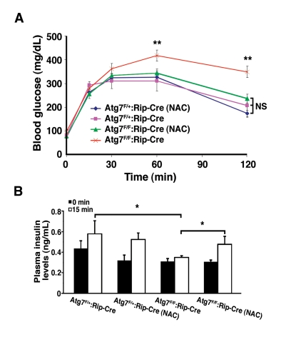 NAC treatment of Atg7 deficient mice prevents the development of a glucose intolerance phenotype