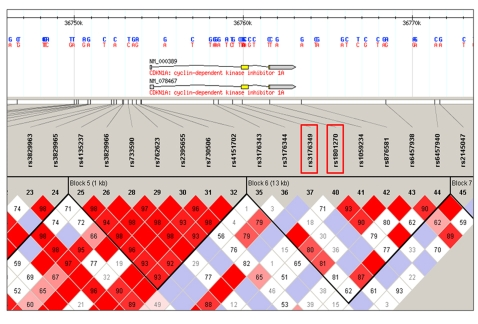 Haplotype blocks distrubution in the p21 gene generated by Haploview