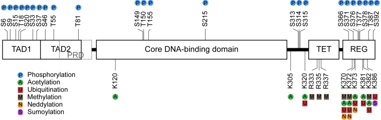 Sites of post-translational modifications on p53