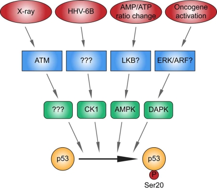 Different kinase signaling pathways link distinct stress signals to catalyze p53 phosphorylation at Ser20 in the TAD1 transactivation domain
