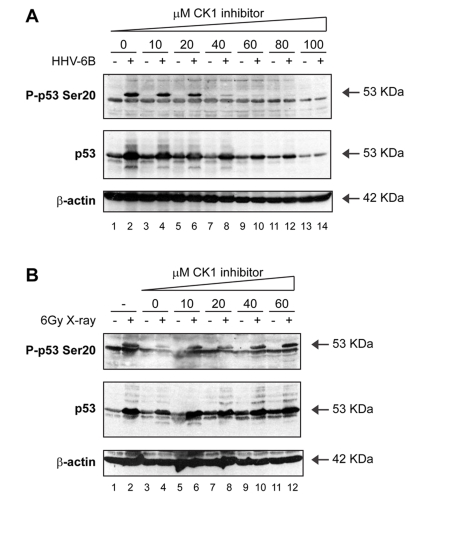 Activation of p53 by viral infection: effects of a CK1 inhibitor on p53 phosphorylation