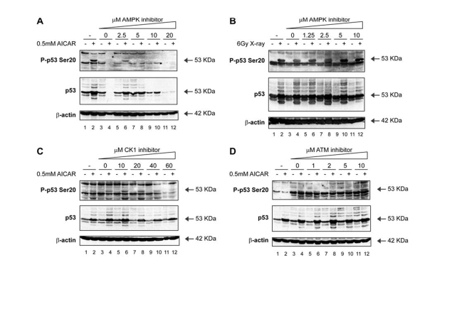 Activation of p53 by metabolic stress; effects of an AMPK inhibitor on p53 phosphorylation