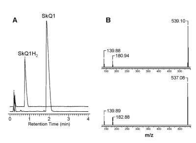  The reduction of SkQ1 by NaBH4 as studied by UPLC-MS-MS analysis. (A) - Reverse-phase HPLC chromatograms before and after the addition of NaBH4. (B) - MS/MS spectra of SkQ1 before reduction (at the bottom) and after reduction (at the top). Details of the protocol are given in the text. 