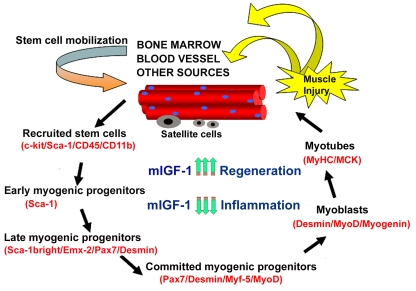 Model of stem cell-mediated muscle regeneration