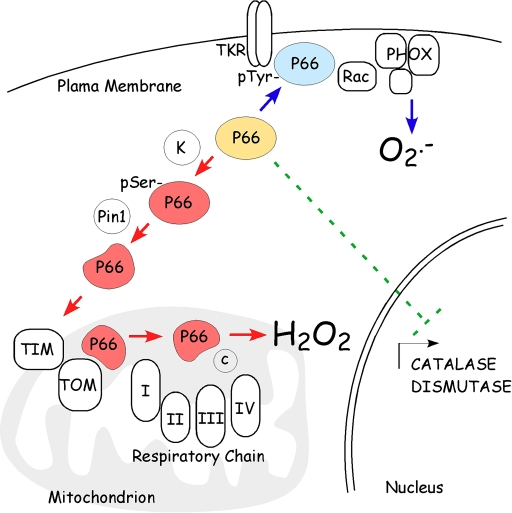 P66 Shc controls intracellular ROS metabolism at multiple sites