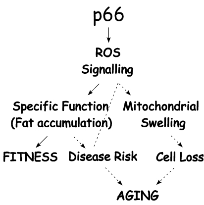 P66 Shc/ROS signaling determines fitness and aging associated dysfunctions