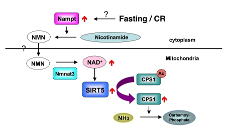 How SIRT5 is regulated during fasting and CR