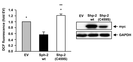  Shp-2 reduces endogenous ROS formation. Endothelial cells were transfected with empty vector (EV), Shp-2 wt or Shp-2(C459S) and endogenous ROS formation was measured using FACS analysis. *p