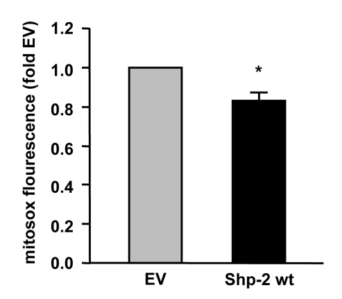  Shp-2 reduces endogenous mitochondrial ROS formation. Endothelial cells were transfected with empty vector (EV) and Shp-2 wt. Mitochondrial ROS formation was measured using mitosox and FACS analysis. *p