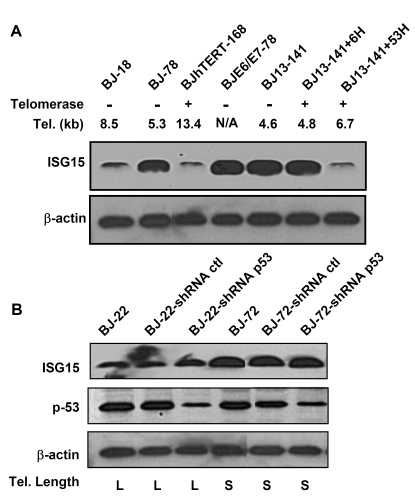 p53 is not involved in the up-regulation of ISG15 expression in cells with short telomeres
