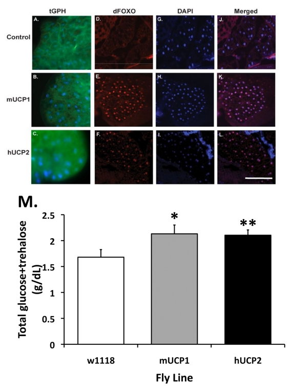 Normal and reduced systemic insulin signaling as reflected by the cellular localization of the PH-tagged GFP reporter protein (tGPH) and dFoxO in fat body cells