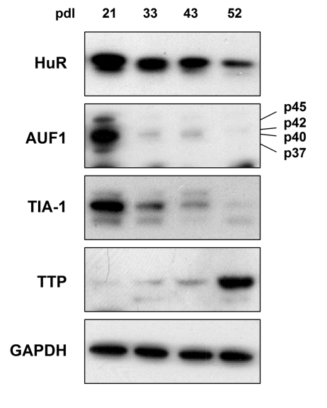 TTR-RBP expression in WI-38 human diploid fibroblasts (HDFs)