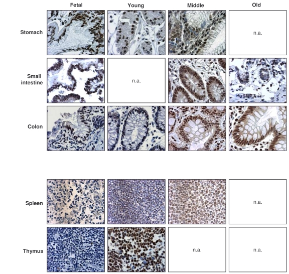 Immunohistochemical detection of HuR across tissue types and age groups