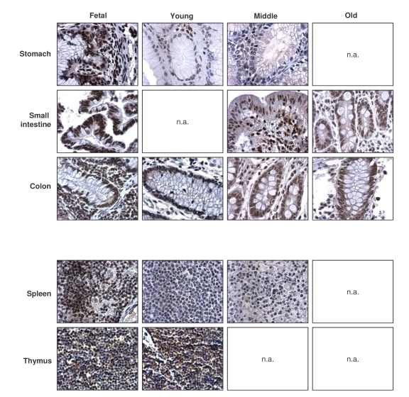 Immunohistochemical detection of TIA-1 across tissue types and age groups