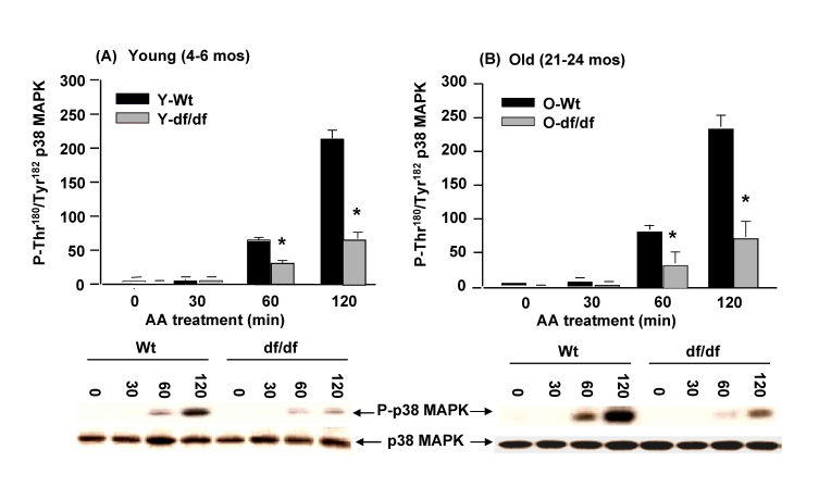 The young and old Ames dwarf fibroblasts show an attenuated phosphorylation of p38 MAPK catalytic site in response to antimycin A