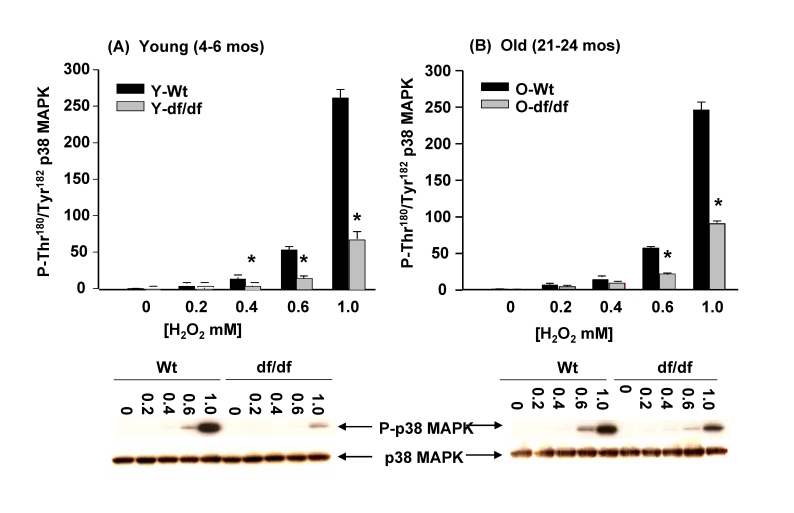 The effects of H 2O2 on the phosphorylation of p38 MAPK catalytic site in wild-type and Ames dwarf mouse fibroblasts